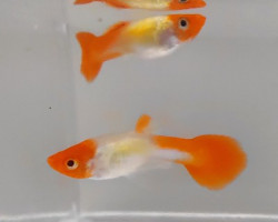 Guppy Maschi Kohaku L