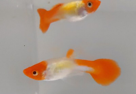 Guppy Maschi Kohaku L