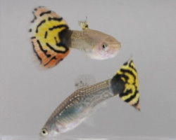 Guppy Maschi Leopard L