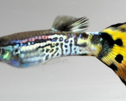 Guppy Maschi Neon Tiger L