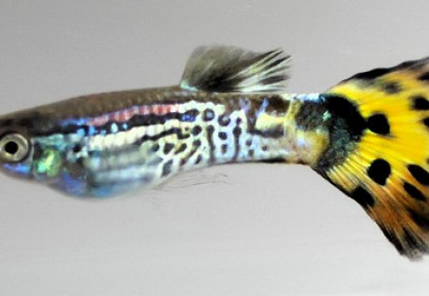 Guppy Maschi Neon Tiger L