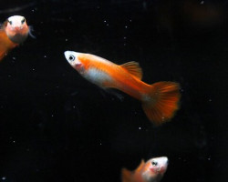 Guppy Maschi Red Blond L