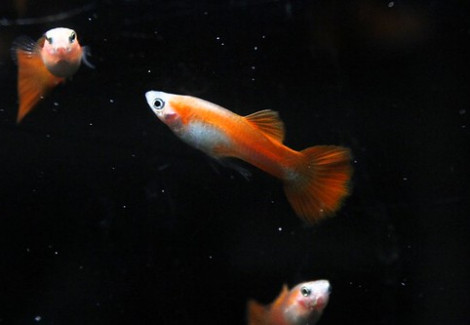 Guppy Maschi Red Blond L