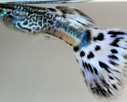 Guppy Maschi Snakeskin Blu Delta L