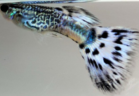 Guppy Maschi Snakeskin Blu Delta L