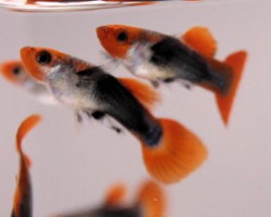 Guppy Maschi Tuxedo Koi L