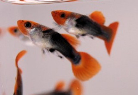 Guppy Maschi Tuxedo Koi L