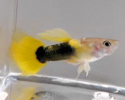 Guppy Maschi Tuxedo Yellow Xl