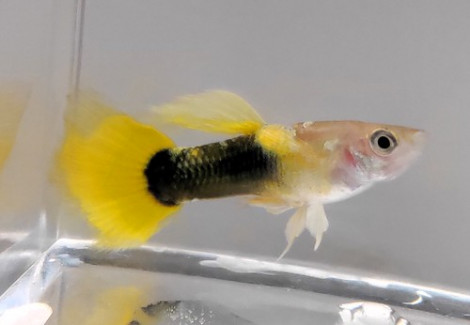 Guppy Maschi Tuxedo Yellow Xl