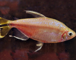 Hemigrammopetersius Caudalis L