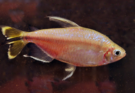 Hemigrammopetersius Caudalis L