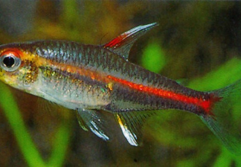 Hemigrammus Erythrozonus L