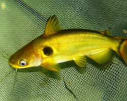 Horabagrus Brachysoma (Sun Catfish) M