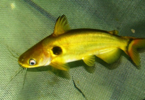 Horabagrus Brachysoma (Sun Catfish) M