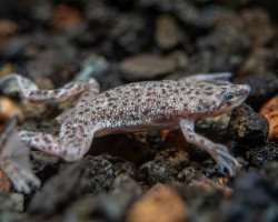 Hymenochirus Curtipes M