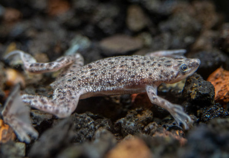 Hymenochirus Curtipes M