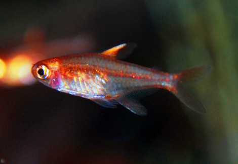 Hyphessobrycon Amandae L