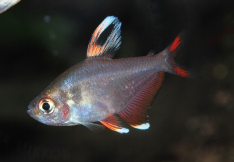 Hyphessobrycon Bentosi Biancofin Xl