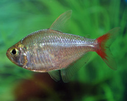 Hyphessobrycon Colombianus M