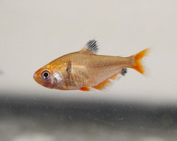 Hyphessobrycon Serpae/Eques M