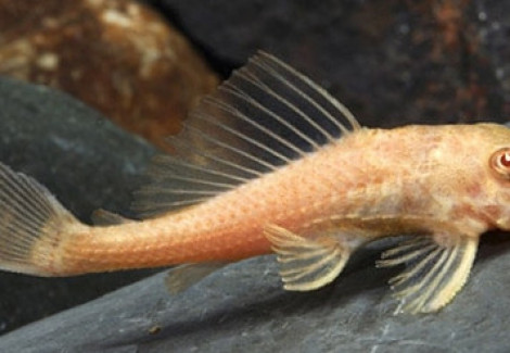 Hypostomus Plecostomus  Albino M