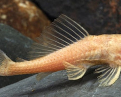 Hypostomus Plecostomus Albino Ml