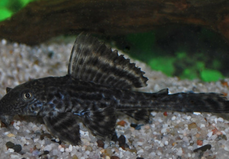 Hypostomus Plecostomus Ml