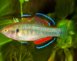 Hypseleotris Compressa L