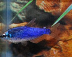 Inpaichthys Kerri Blu L