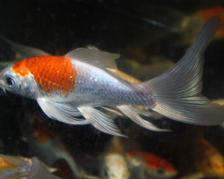 Koi Longfin Assortite 7-8 Cm