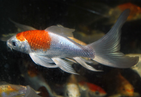 Koi Longfin Assortite 7-8 Cm