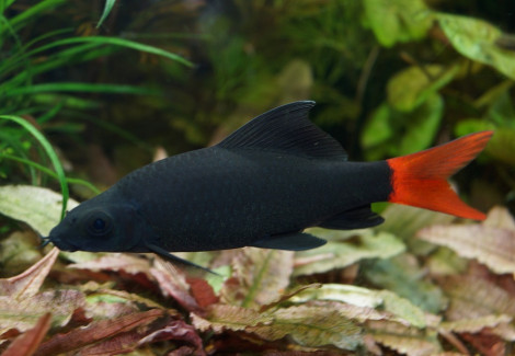 Labeo/Epalzeorhynchos Bicolor 4-5 Cm