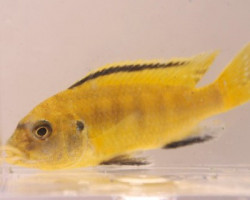 Labidochromis Caeruleus 4-5 Cm