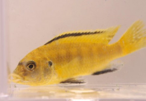 Labidochromis Caeruleus 4-5 Cm