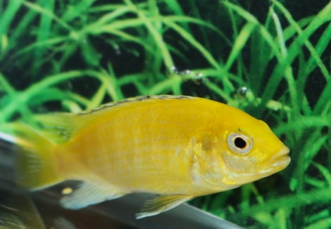 Labidochromis Caeruleus L