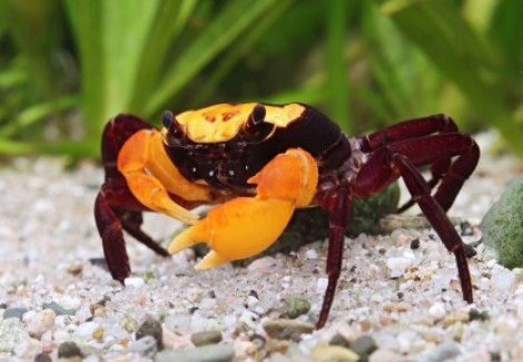 Lepidothelphusa Sp. Orange Arm 3-4 Cm