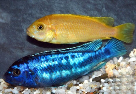 Melanochromis Johannii M