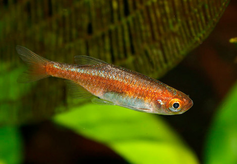 Microrasbora Rubescens M