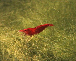 Neocaridina Davidi Assortite (Rosso, Blu Giallo) 1,5 Cm