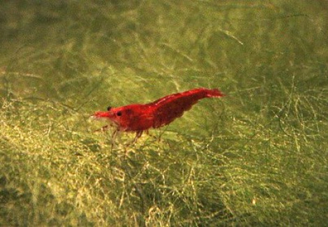 Neocaridina Davidi Assortite (Rosso, Blu Giallo) 1,5 Cm