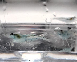 Neocaridina Davidi Aura Blu 1-2 Cm