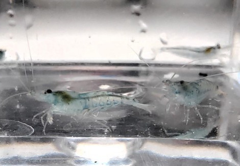 Neocaridina Davidi Aura Blu 1-2 Cm