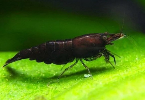 Neocaridina Davidi Black Choco 1-2 Cm