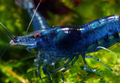 Neocaridina Davidi Blu Diamond 1-2 Cm