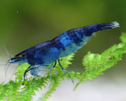 Neocaridina Davidi Blu Rili 1-2 Cm