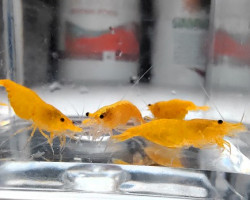 Neocaridina Davidi Orange Pumpkin 1-2 Cm