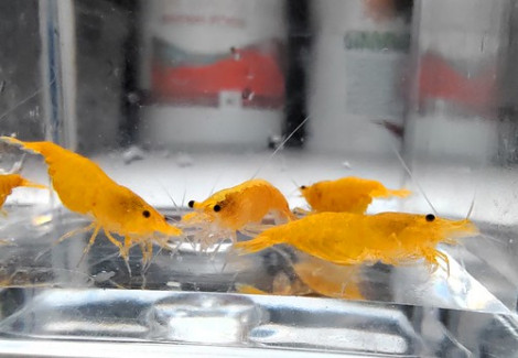 Neocaridina Davidi Orange Pumpkin 1-2 Cm