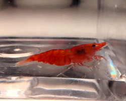 Neocaridina Davidi Red Fire 1-2 Cm