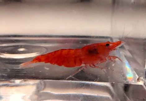 Neocaridina Davidi Red Fire 1-2 Cm