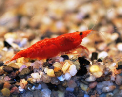 Neocaridina Davidi Red Rili 1-2 Cm